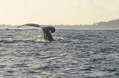 Baleines à Maupiti