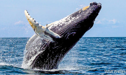 Nager avec les baleines à Tahiti. Pour ou contre ?