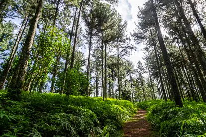 jardins-d-eau-vaipahi Randonnée des jardins d'eau à Tahiti